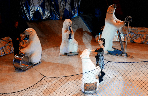 700 детей увидят ледовое шоу Московского цирка